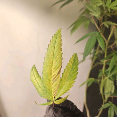 B1 Mango Sapphire 🥭💎  #01 growlog timeline photo