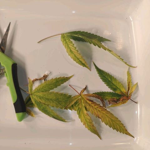 B1 Mango Sapphire 🥭💎  #01 growlog timeline photo