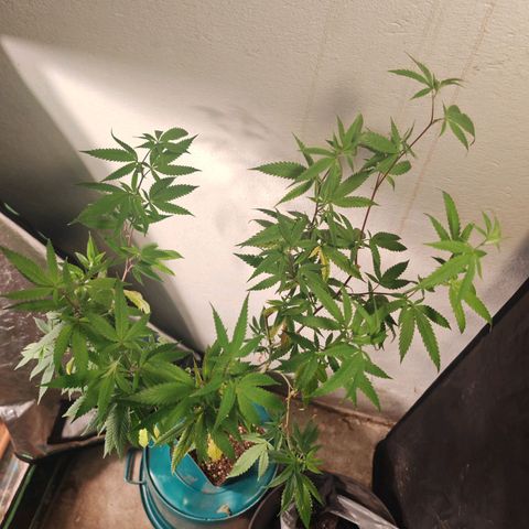 B1 Mango Sapphire 🥭💎  #01 growlog timeline photo