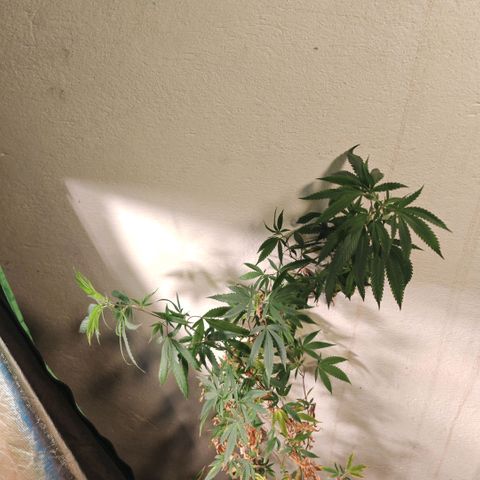 B1 Mango Sapphire 🥭💎  #01 growlog photo: She is 97 cm so I prune it around 20 cm
To make it back again 