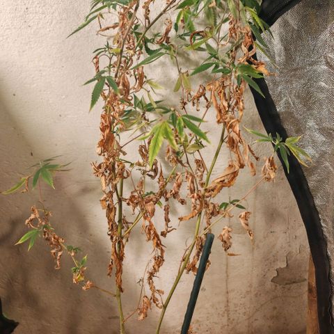 B1 Mango Sapphire 🥭💎  #01 growlog photo: She is 97 cm so I prune it around 20 cm
To make it back again 