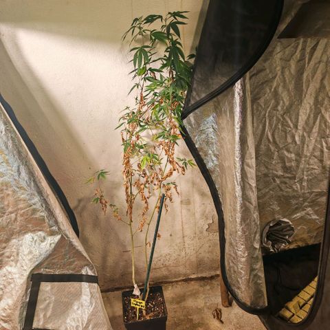 B1 Mango Sapphire 🥭💎  #01 growlog photo: She is 97 cm so I prune it around 20 cm
To make it back again 
