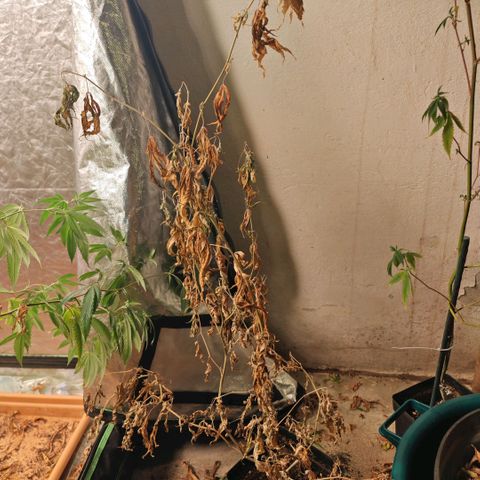 B1 Mango Sapphire 🥭💎  #01 growlog timeline photo