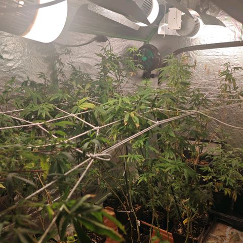 B1 Mango Sapphire 🥭💎  #01 growlog timeline photo