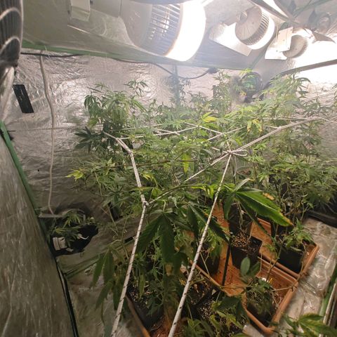 B1 Mango Sapphire 🥭💎  #01 growlog timeline photo