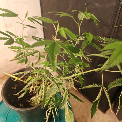 B1 Mango Sapphire 🥭💎  #01 growlog timeline photo