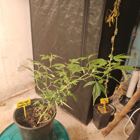 B1 Mango Sapphire 🥭💎  #01 growlog timeline photo