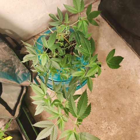 B1 Mango Sapphire 🥭💎  #01 growlog timeline photo
