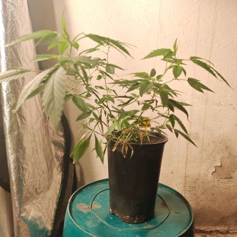 B1 Mango Sapphire 🥭💎  #01 growlog timeline photo