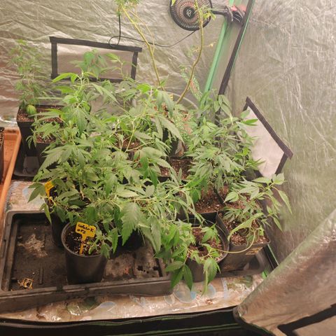 B1 Mango Sapphire 🥭💎  #01 growlog timeline photo