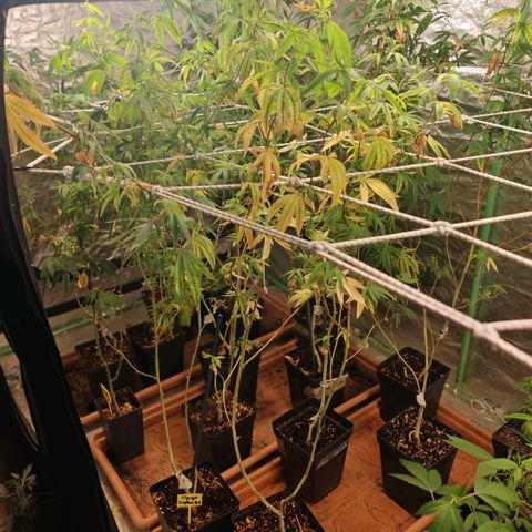 B1 Mango Sapphire 🥭💎  #01 growlog timeline photo