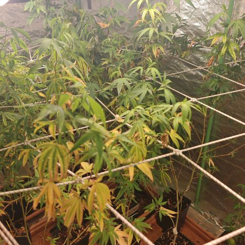 B1 Mango Sapphire 🥭💎  #01 growlog timeline photo