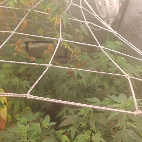 B1 Mango Sapphire 🥭💎  #01 growlog timeline photo