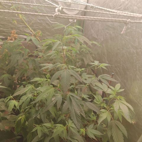 B1 Mango Sapphire 🥭💎  #01 growlog timeline photo