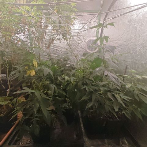 B1 Mango Sapphire 🥭💎  #01 growlog timeline photo