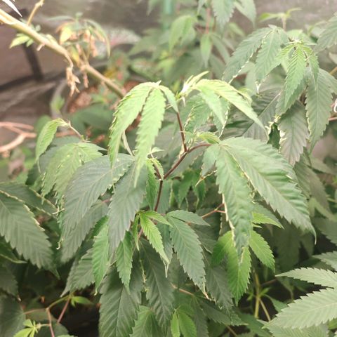 B1 Mango Sapphire 🥭💎  #01 growlog photo: Look like a Mg deficiency 
