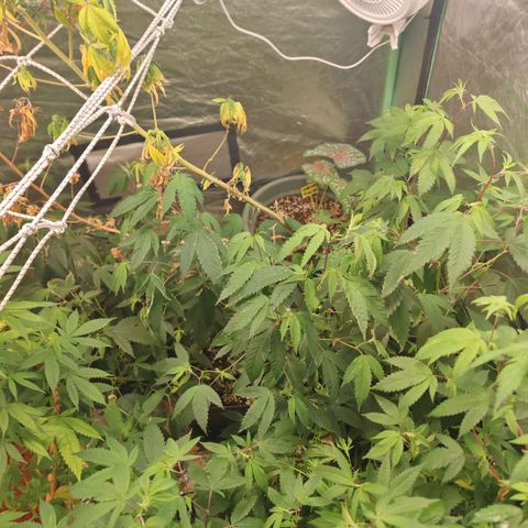 B1 Mango Sapphire 🥭💎  #01 growlog timeline photo