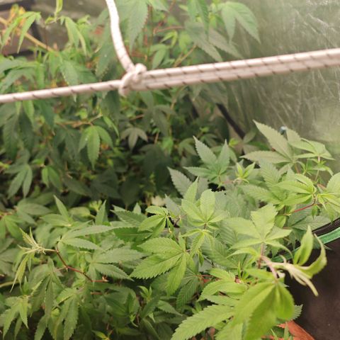 B1 Mango Sapphire 🥭💎  #01 growlog timeline photo