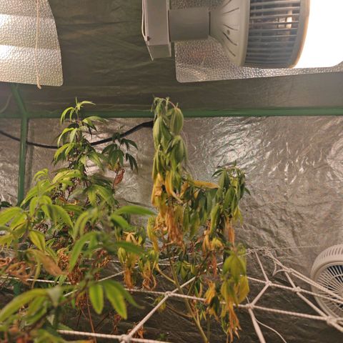 B1 Mango Sapphire 🥭💎  #01 growlog timeline photo