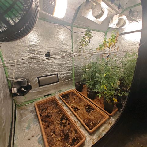 B1 Mango Sapphire 🥭💎  #01 growlog timeline photo