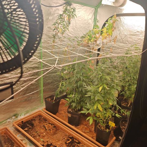 B1 Mango Sapphire 🥭💎  #01 growlog timeline photo