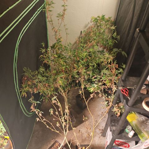 B1 Mango Sapphire 🥭💎  #01 growlog photo: Those plant are full of white flies and experienced a real underwatering for a month I tried to save them but it was already to late a whole batch.. 😮‍💨