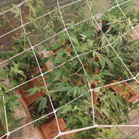 B1 Mango Sapphire 🥭💎  #01 growlog photo: I'de removed the last batch because it had to much suffer of underwatering and replace them with the next batch the tent has been sanatized and cleand and then I trallis them to prepare my clone session 