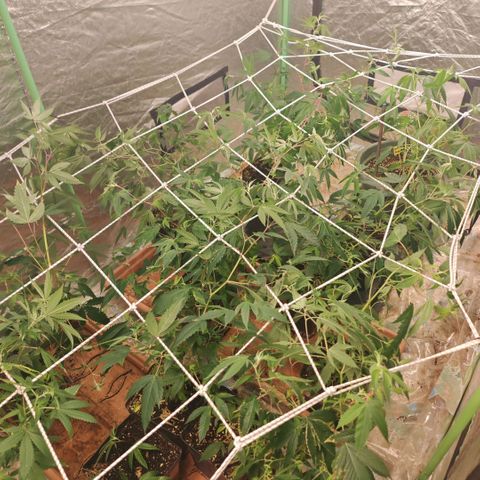 B1 Mango Sapphire 🥭💎  #01 growlog photo: I'de removed the last batch because it had to much suffer of underwatering and replace them with the next batch the tent has been sanatized and cleand and then I trallis them to prepare my clone session 
