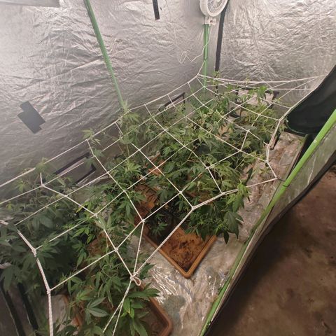 B1 Mango Sapphire 🥭💎  #01 growlog photo: I'de removed the last batch because it had to much suffer of underwatering and replace them with the next batch the tent has been sanatized and cleand and then I trallis them to prepare my clone session 
