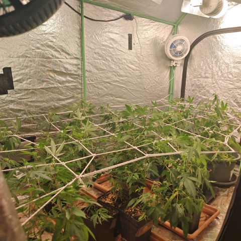 B1 Mango Sapphire 🥭💎  #01 growlog photo: I'de removed the last batch because it had to much suffer of underwatering and replace them with the next batch the tent has been sanatized and cleand and then I trallis them to prepare my clone session 