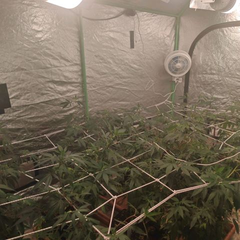 #B3 Gelato-K 🍦 #2 growlog timeline photo