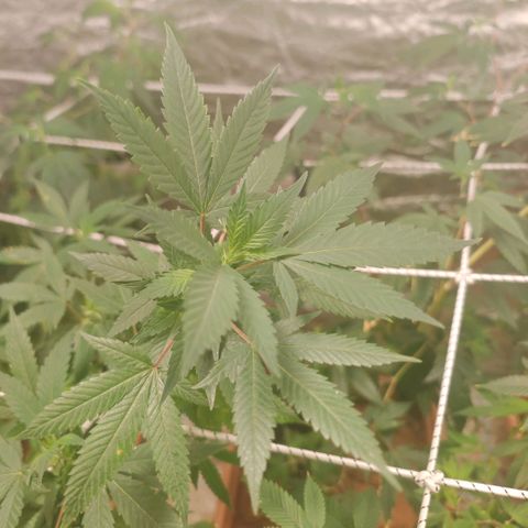 #B3 Gelato-K 🍦 #2 growlog timeline photo