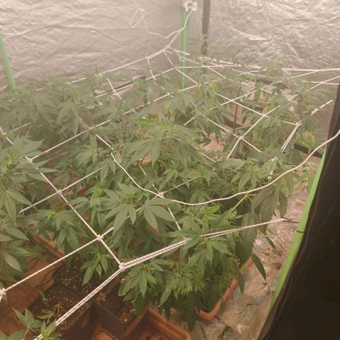 #B3 Gelato-K 🍦 #2 growlog timeline photo