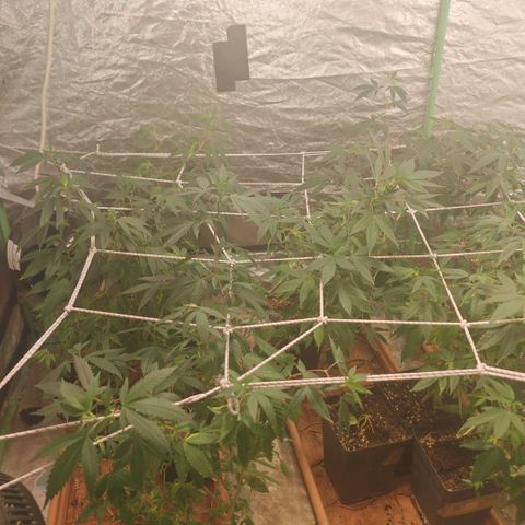 #B3 Gelato-K 🍦 #2 growlog timeline photo