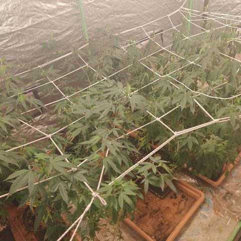 #B3 Gelato-K 🍦 #2 growlog timeline photo