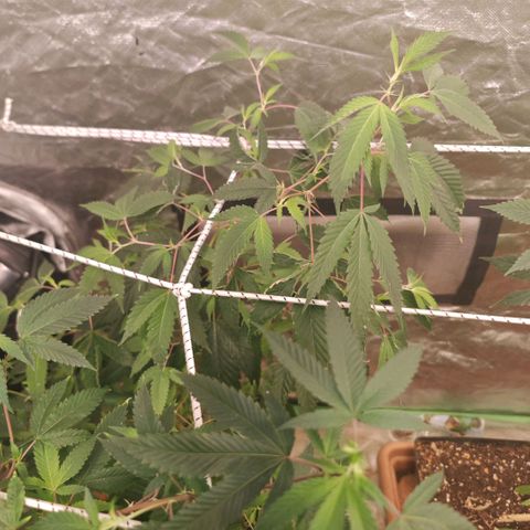 #B3 Gelato-K 🍦 #2 growlog timeline photo