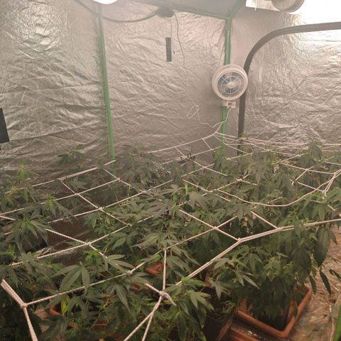#B3 Gelato-K 🍦 #2 growlog timeline photo