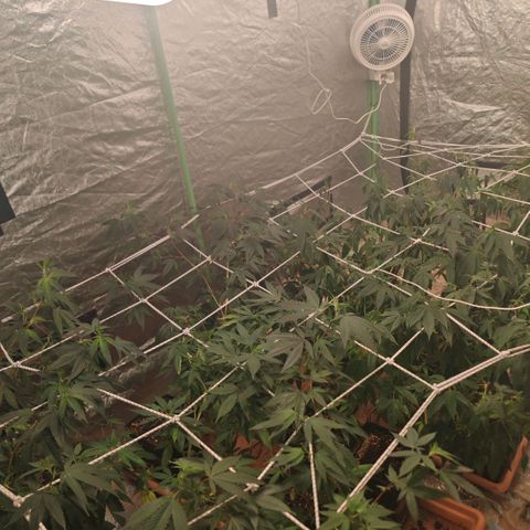 #B3 Gelato-K 🍦 #2 growlog timeline photo