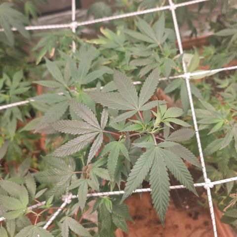 #B3 Gelato-K 🍦 #2 growlog timeline photo