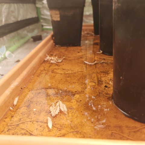 #B3 Gelato-K 🍦 #2 growlog photo: I severely change my watering by decreasing the amount of water and increase watering frequency but this time i haven't watered them for 5 days after a few hours..