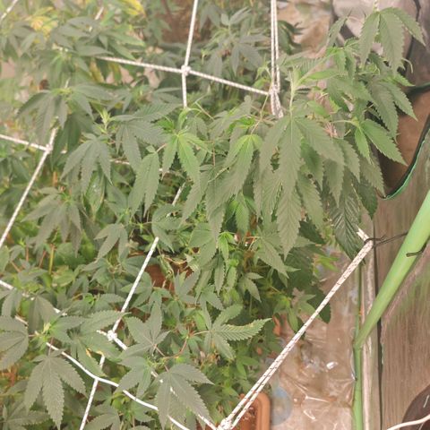 #B3 Gelato-K 🍦 #2 growlog photo: I severely change my watering by decreasing the amount of water and increase watering frequency but this time i haven't watered them for 5 days after a few hours..