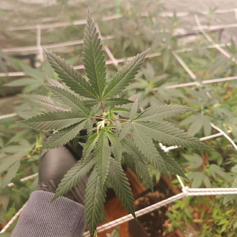 #B3 Gelato-K 🍦 #2 growlog photo: I severely change my watering by decreasing the amount of water and increase watering frequency but this time i haven't watered them for 5 days after a few hours..