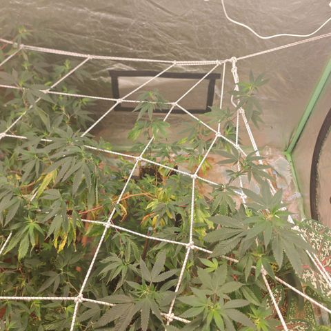 #B3 Gelato-K 🍦 #2 growlog photo: I severely change my watering by decreasing the amount of water and increase watering frequency but this time i haven't watered them for 5 days after a few hours..
