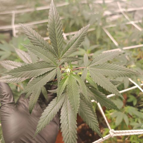 #B3 Gelato-K 🍦 #2 growlog photo: I severely change my watering by decreasing the amount of water and increase watering frequency but this time i haven't watered them for 5 days after a few hours..