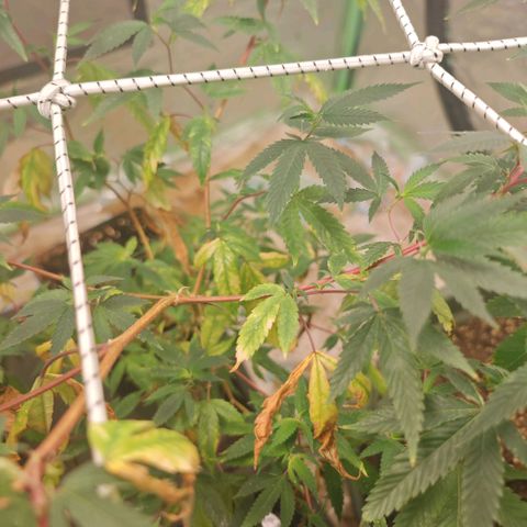 #B3 Gelato-K 🍦 #2 growlog photo: I severely change my watering by decreasing the amount of water and increase watering frequency but this time i haven't watered them for 5 days after a few hours..