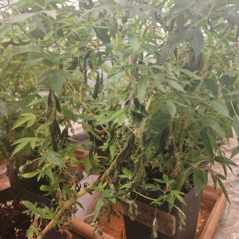 #B3 Gelato-K 🍦 #2 growlog photo: I severely change my watering by decreasing the amount of water and increase watering frequency but this time i haven't watered them for 5 days after a few hours..