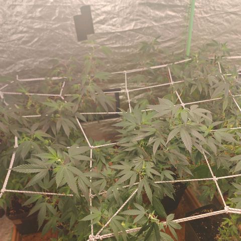 #B3 Gelato-K 🍦 #2 growlog photo: I severely change my watering by decreasing the amount of water and increase watering frequency but this time i haven't watered them for 5 days after a few hours..