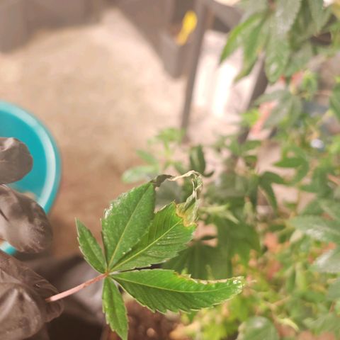#B3 Gelato-K 🍦 #2 growlog timeline photo