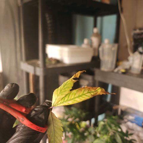 #B3 Gelato-K 🍦 #2 growlog timeline photo