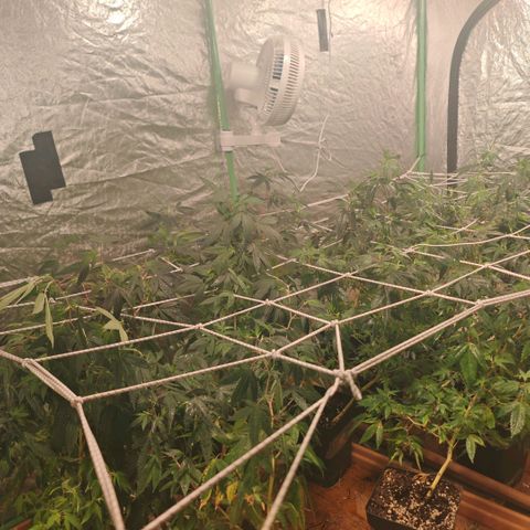#B3 Gelato-K 🍦 #2 growlog timeline photo